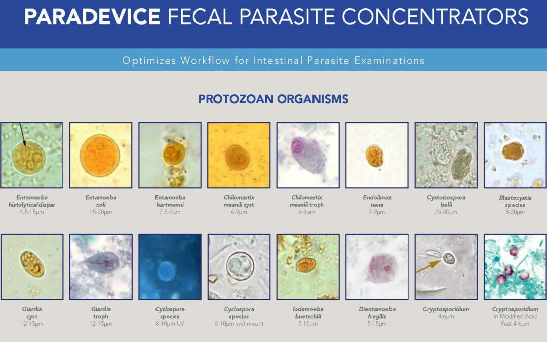 Parasitology Poster